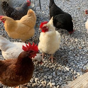 Meet your Posher, Patti